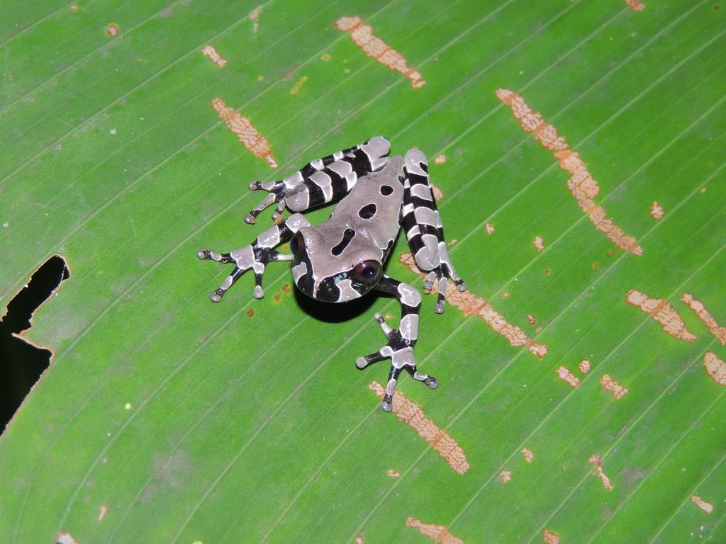 Yatama Rainforest Ecolodge Сарапики Экстерьер фото