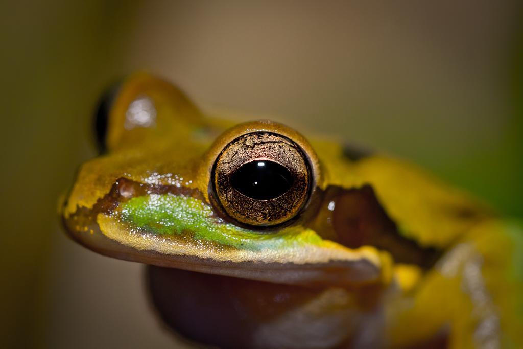 Yatama Rainforest Ecolodge Сарапики Экстерьер фото