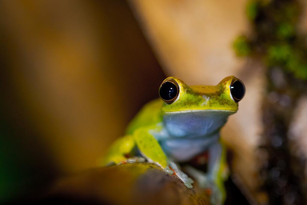 Yatama Rainforest Ecolodge Сарапики Экстерьер фото