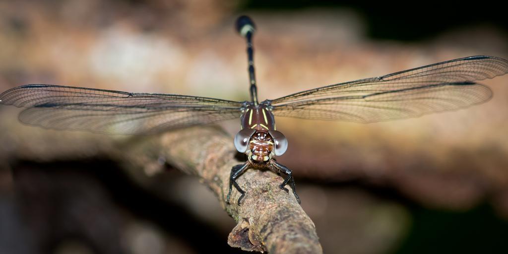 Yatama Rainforest Ecolodge Сарапики Экстерьер фото