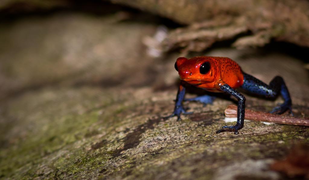 Yatama Rainforest Ecolodge Сарапики Экстерьер фото