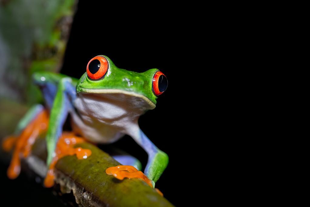 Yatama Rainforest Ecolodge Сарапики Экстерьер фото