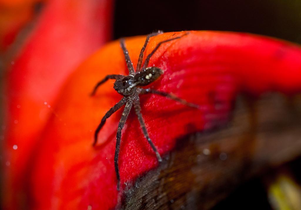 Yatama Rainforest Ecolodge Сарапики Экстерьер фото