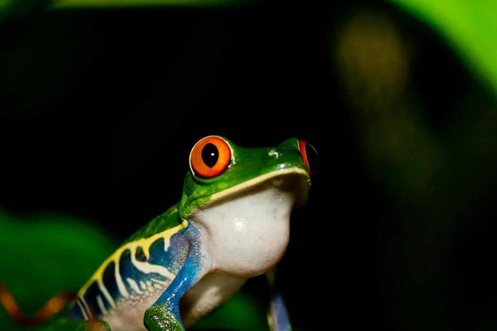 Yatama Rainforest Ecolodge Сарапики Экстерьер фото