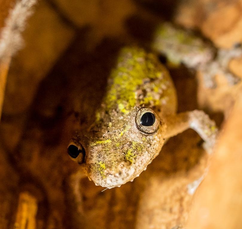 Yatama Rainforest Ecolodge Сарапики Экстерьер фото