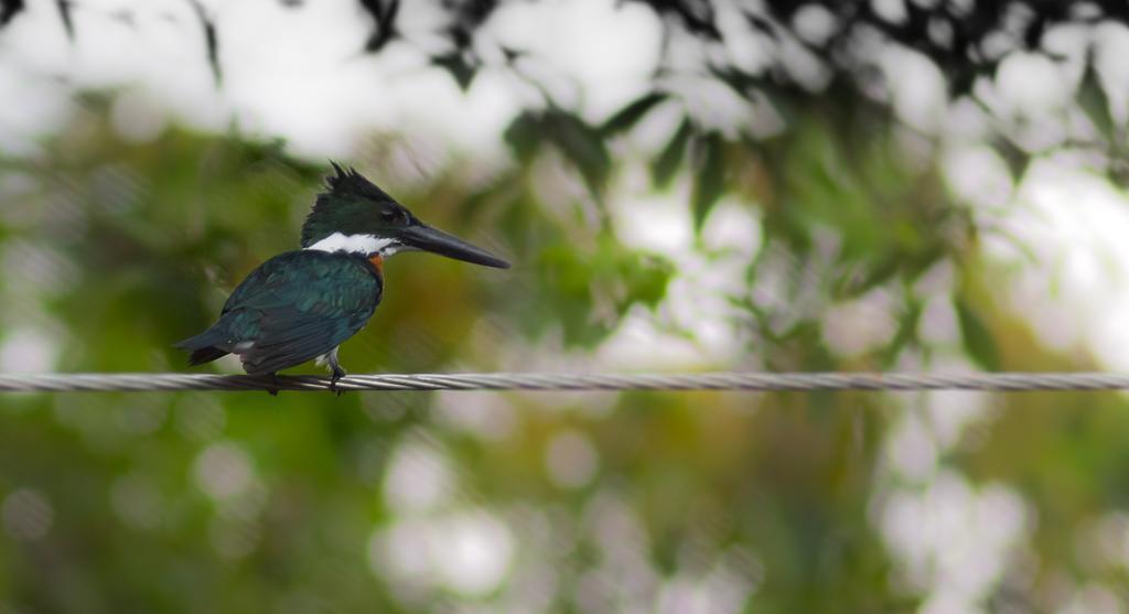 Yatama Rainforest Ecolodge Сарапики Экстерьер фото