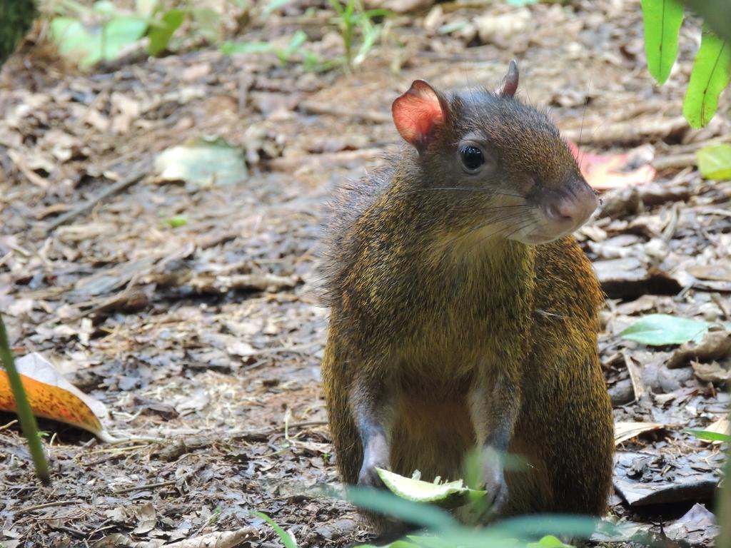 Yatama Rainforest Ecolodge Сарапики Экстерьер фото