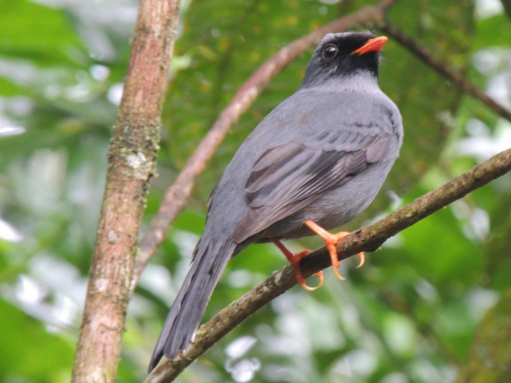 Yatama Rainforest Ecolodge Сарапики Экстерьер фото