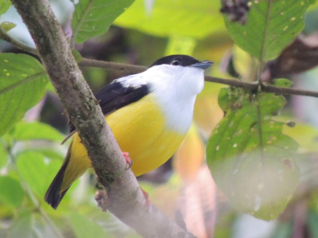 Yatama Rainforest Ecolodge Сарапики Экстерьер фото