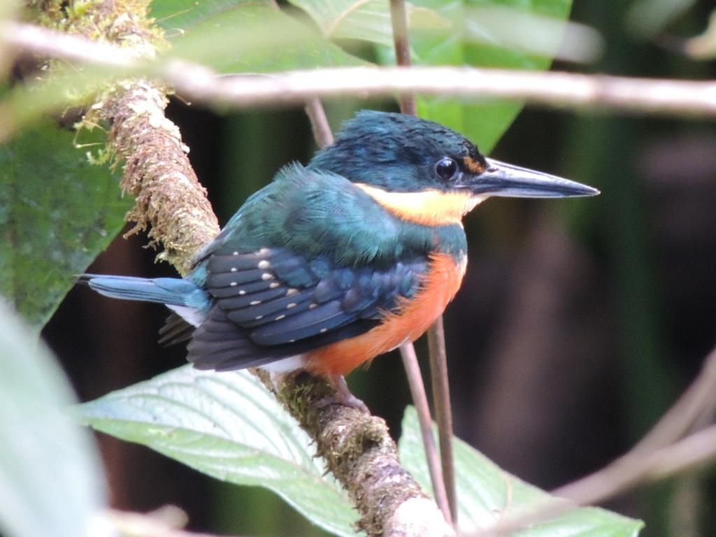 Yatama Rainforest Ecolodge Сарапики Экстерьер фото