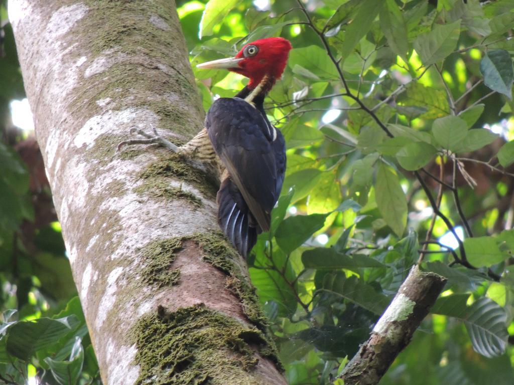 Yatama Rainforest Ecolodge Сарапики Экстерьер фото