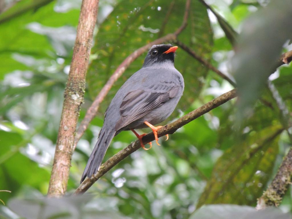 Yatama Rainforest Ecolodge Сарапики Экстерьер фото