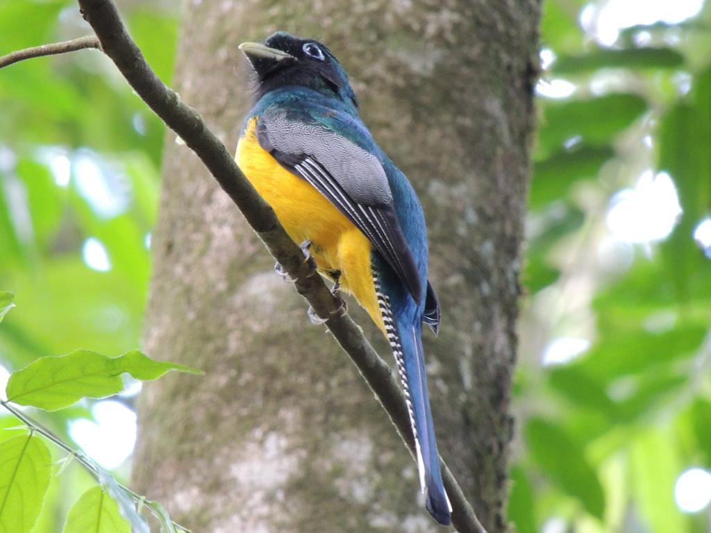 Yatama Rainforest Ecolodge Сарапики Экстерьер фото