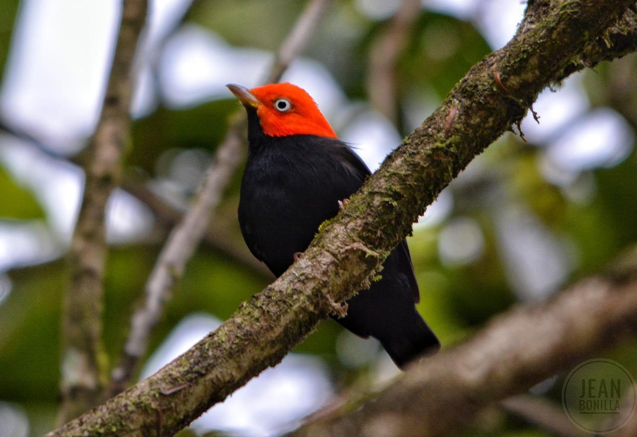 Yatama Rainforest Ecolodge Сарапики Экстерьер фото