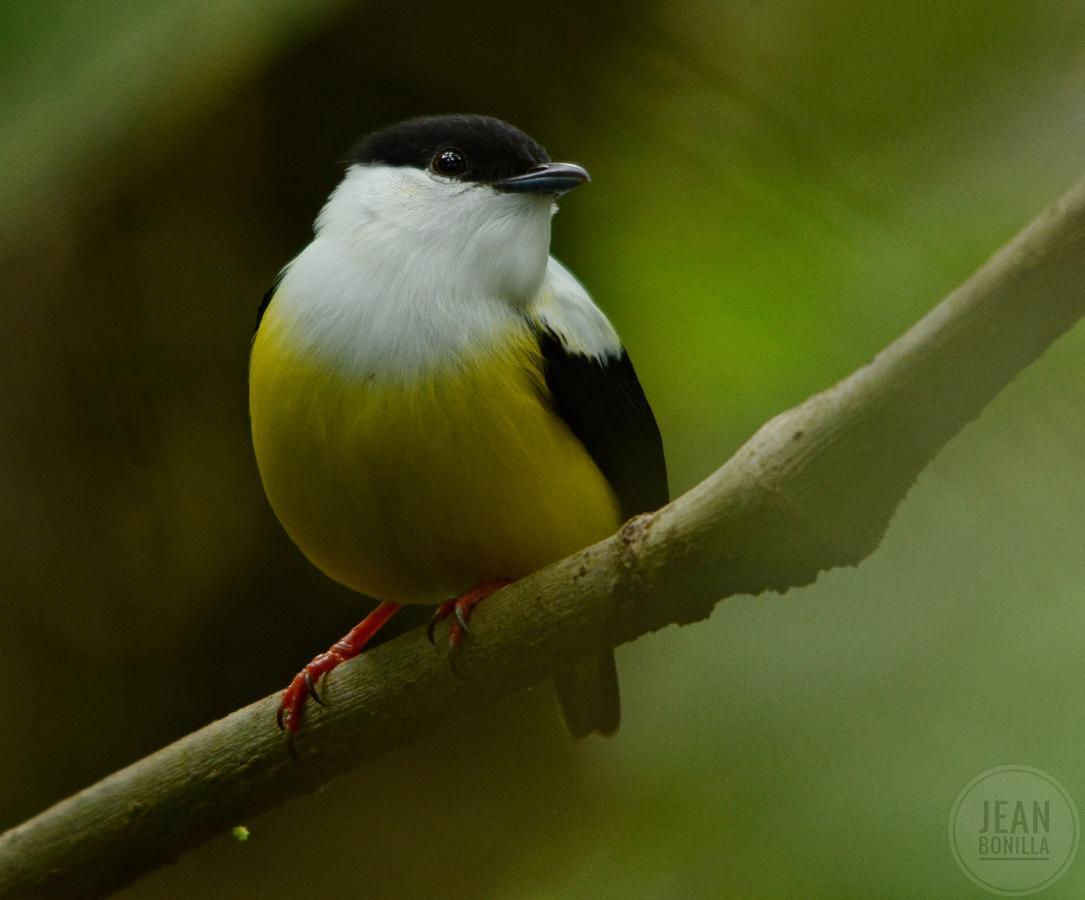 Yatama Rainforest Ecolodge Сарапики Экстерьер фото