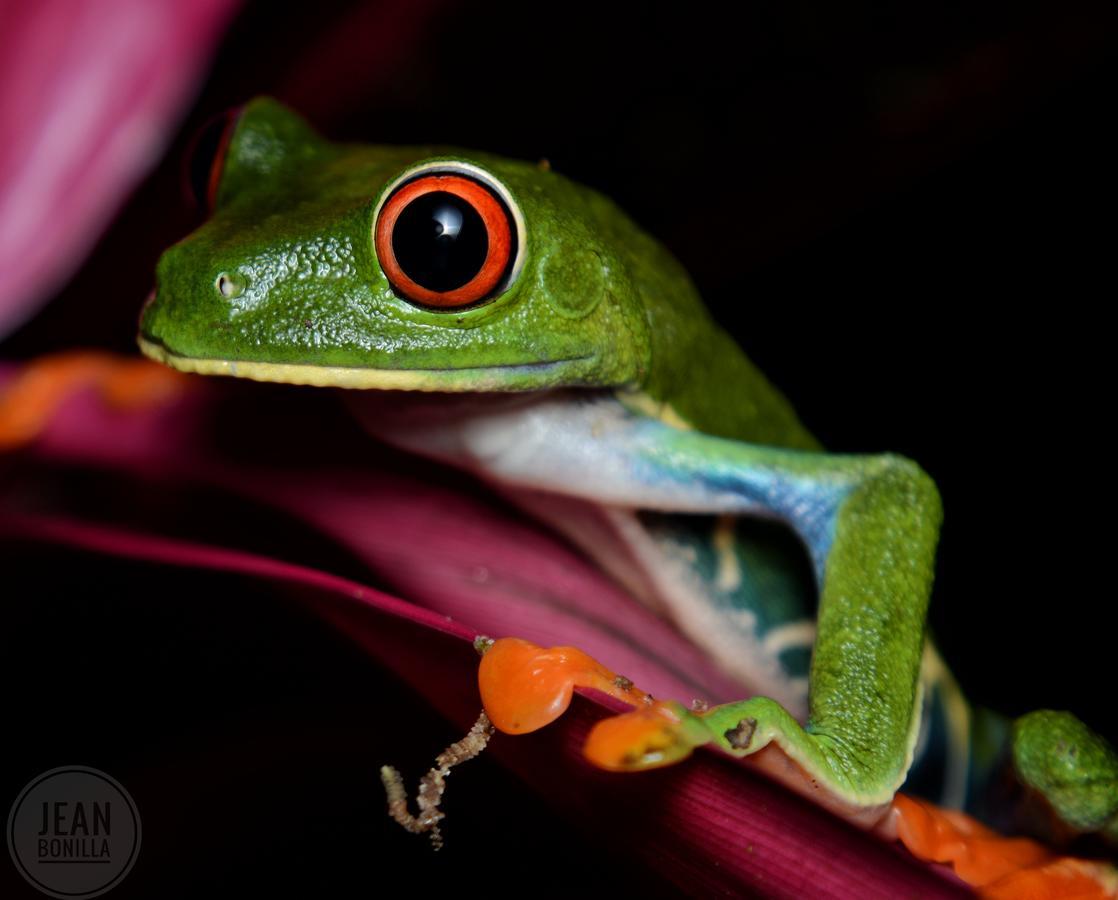 Yatama Rainforest Ecolodge Сарапики Экстерьер фото