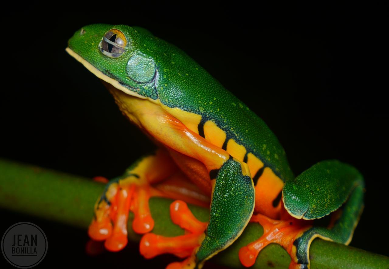 Yatama Rainforest Ecolodge Сарапики Экстерьер фото