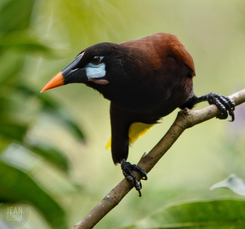 Yatama Rainforest Ecolodge Сарапики Экстерьер фото