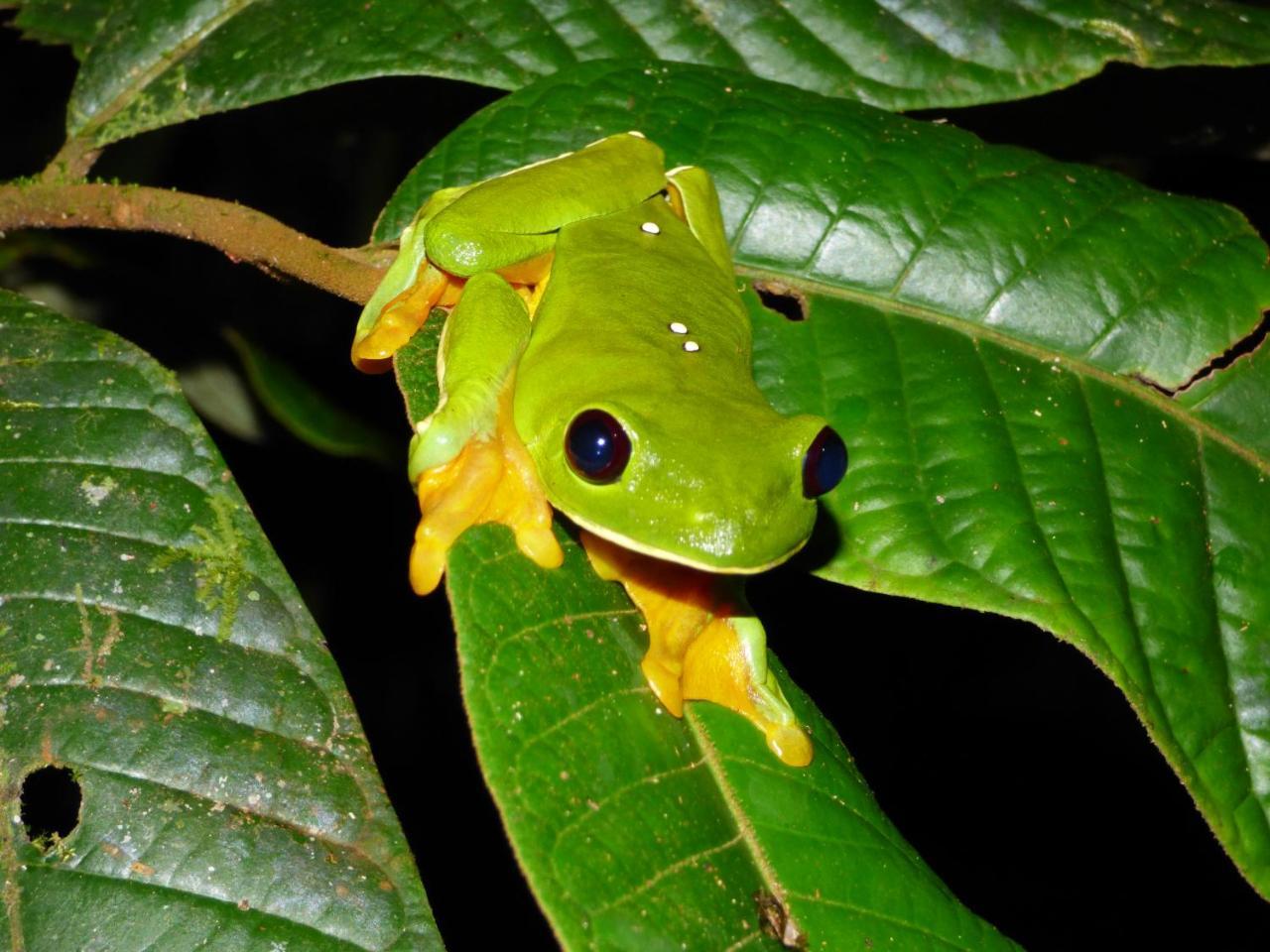 Yatama Rainforest Ecolodge Сарапики Экстерьер фото