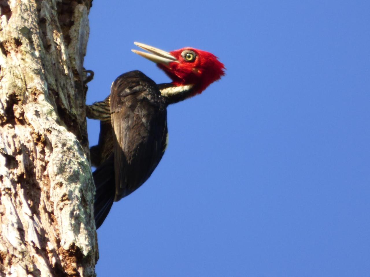 Yatama Rainforest Ecolodge Сарапики Экстерьер фото